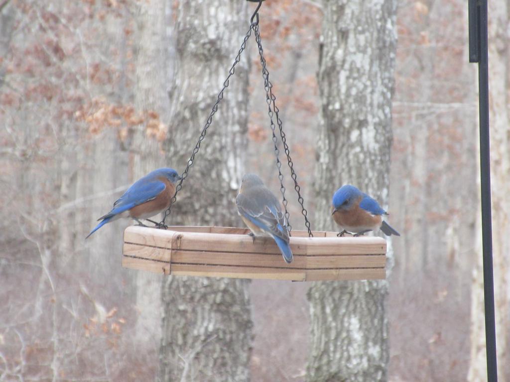 Bluebirds