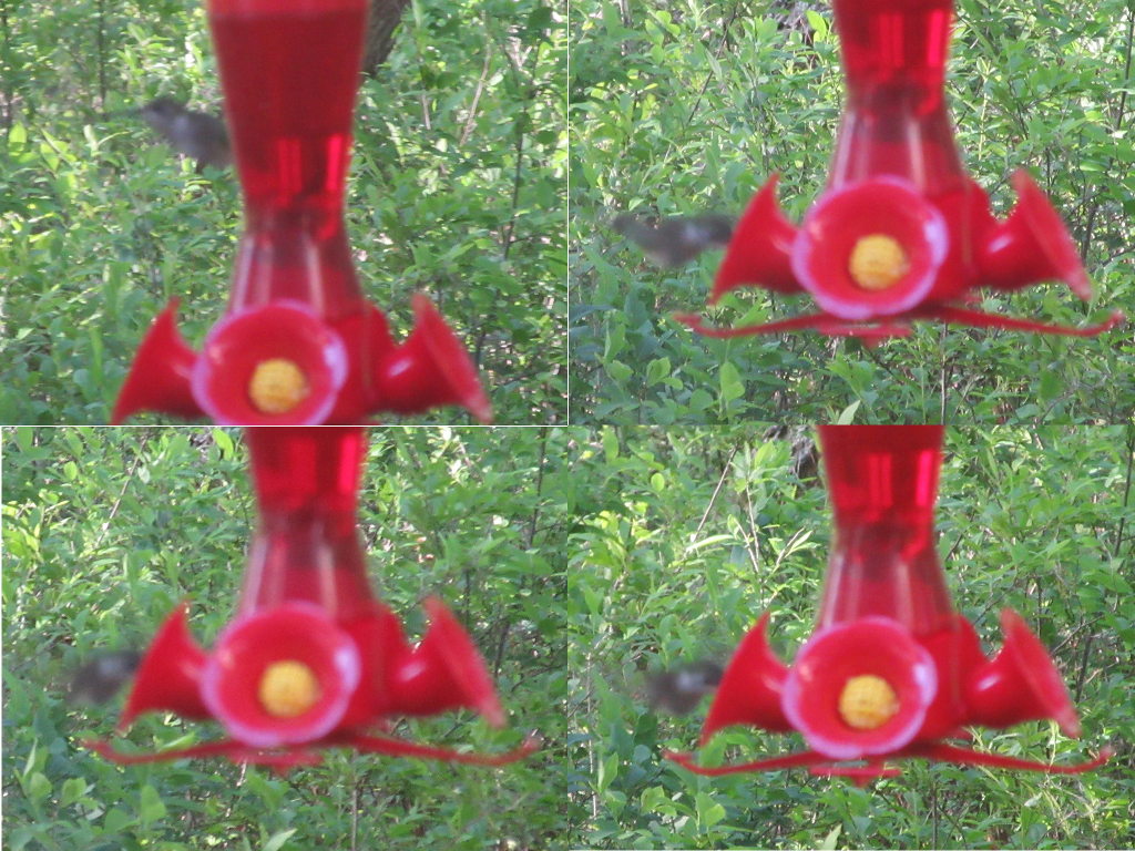Blurry hummingbird composite