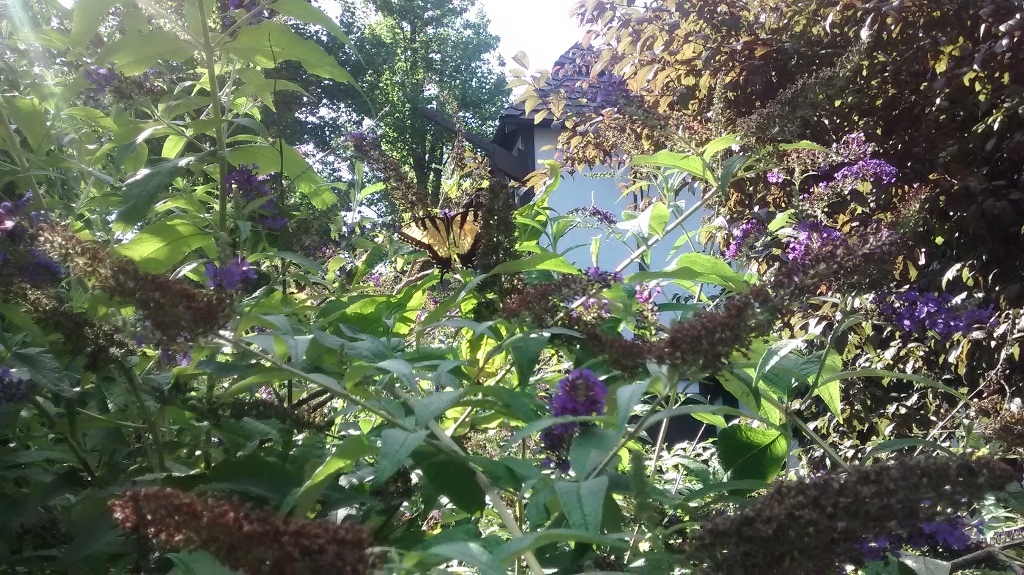 Butterfly bush