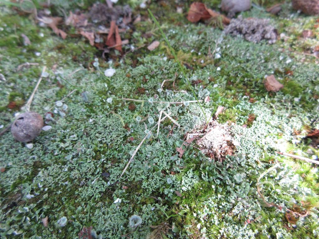 Cup lichen