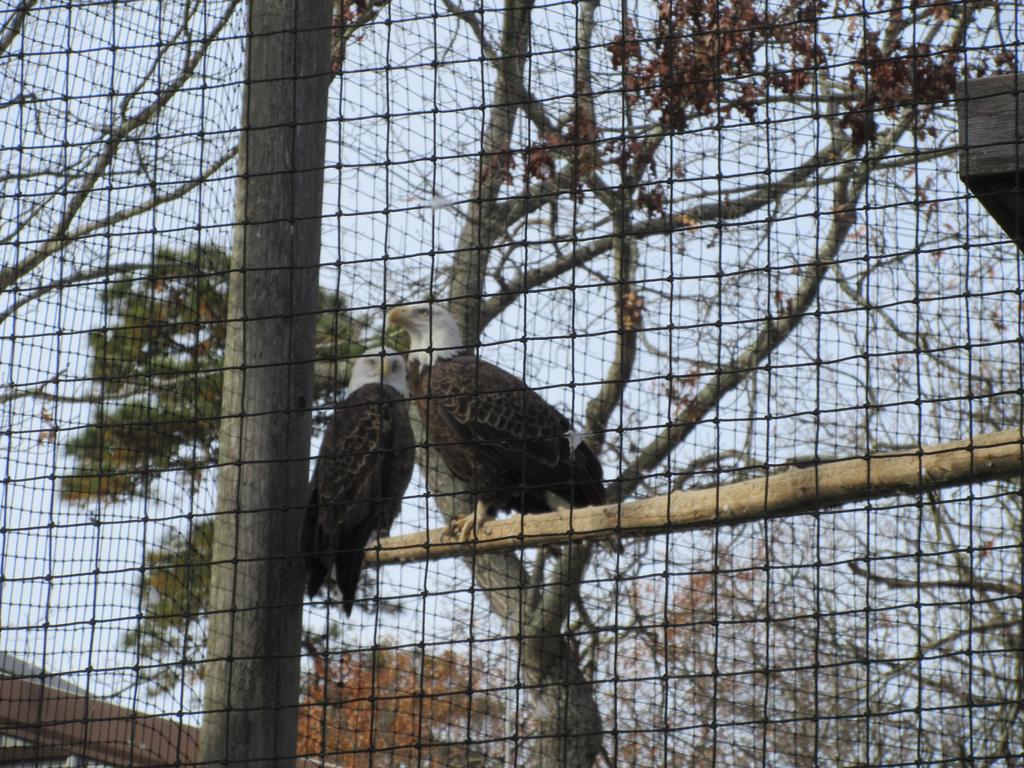 Bald eagles