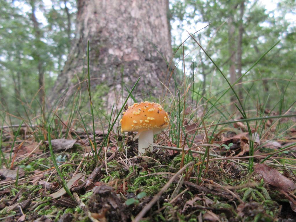 Fly agaric mushroom