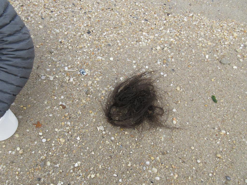 Hairy seaweed