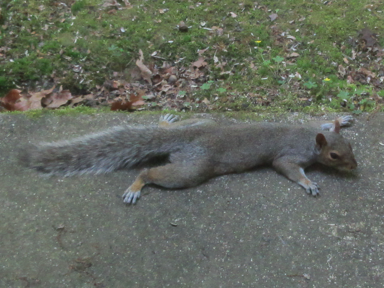 Photo of squirrel communing with cool patio