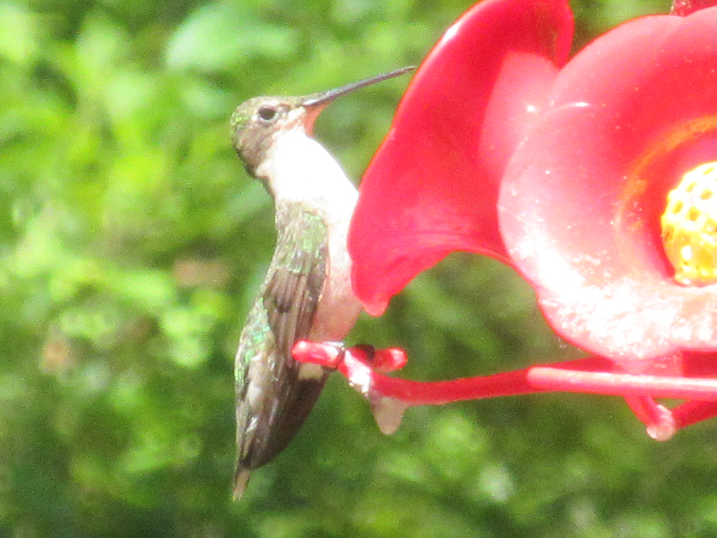 Hummingbird perched