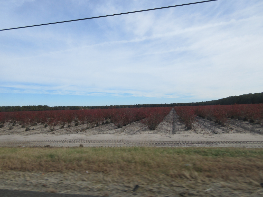 Blueberry field