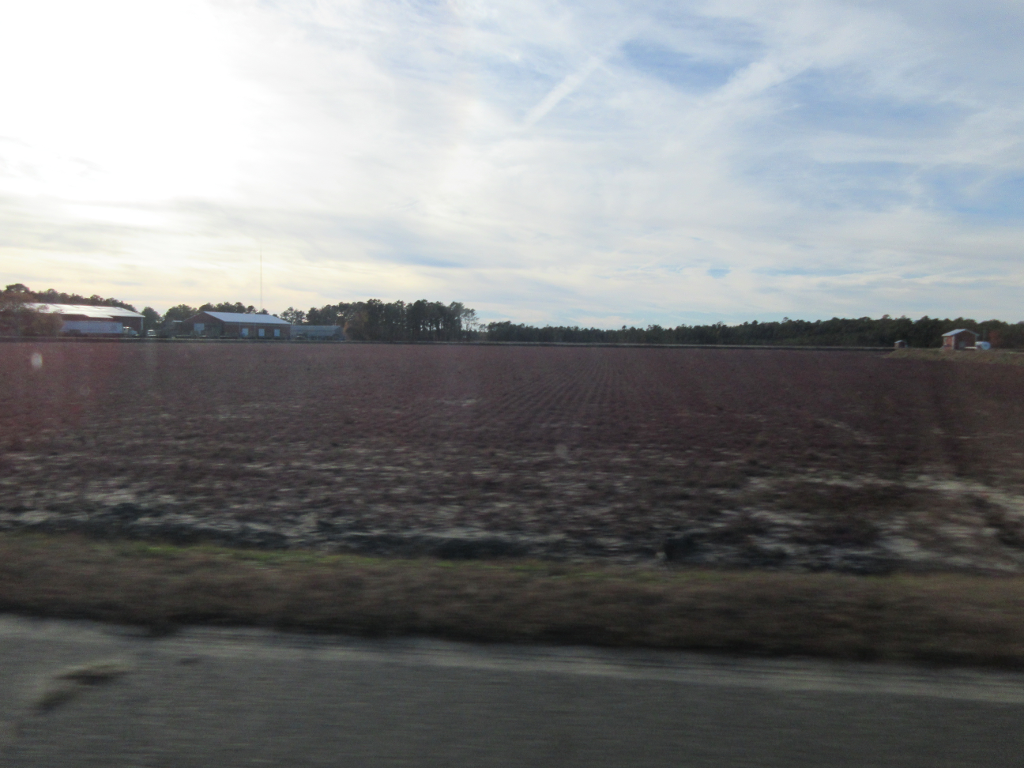 Cranberry field