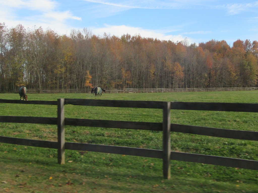 Horses grazing