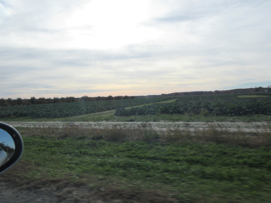 Kale fields