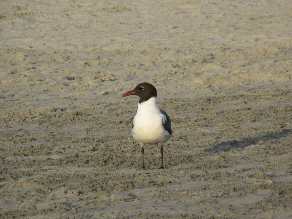 Laughing Gull