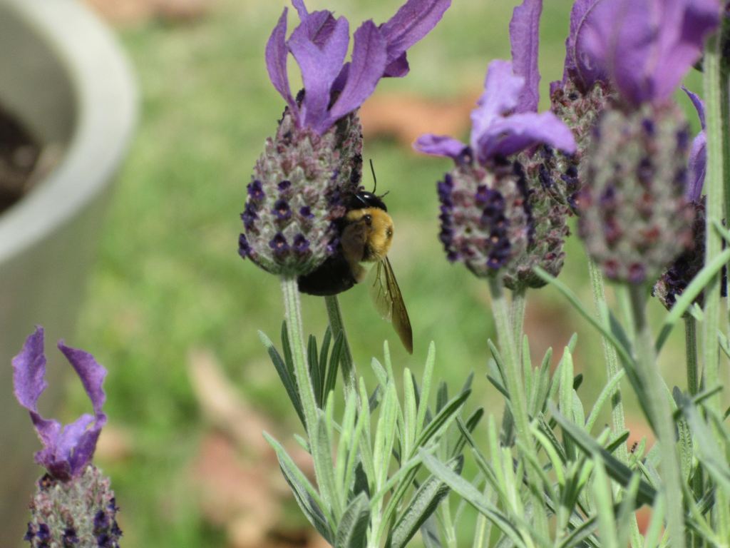 Bumblebee on lavender