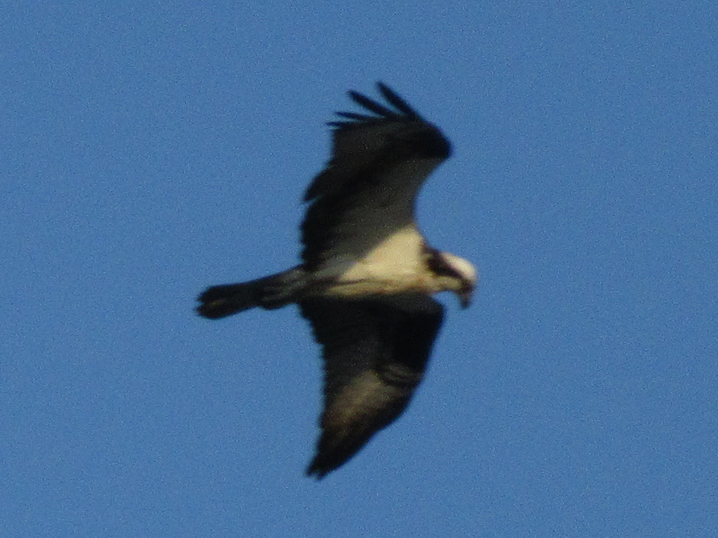 Osprey