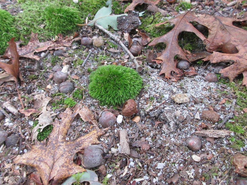 Pincushion moss