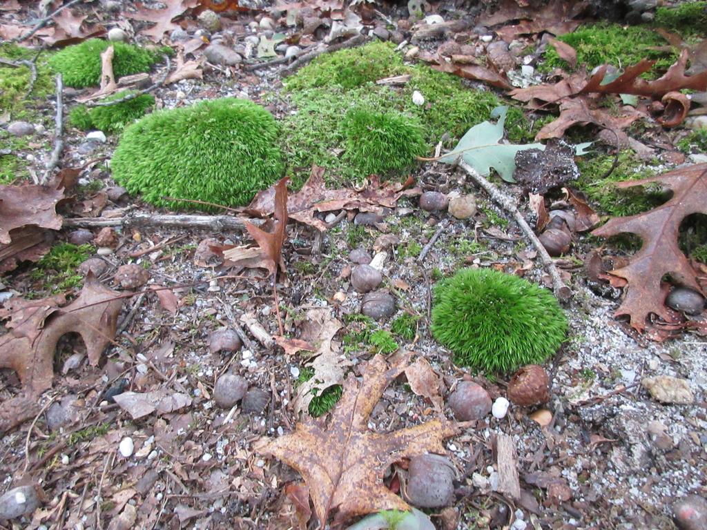 More pincushions