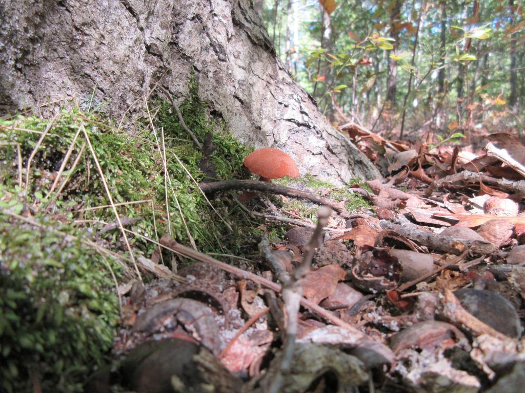 Tomato soup mushroom