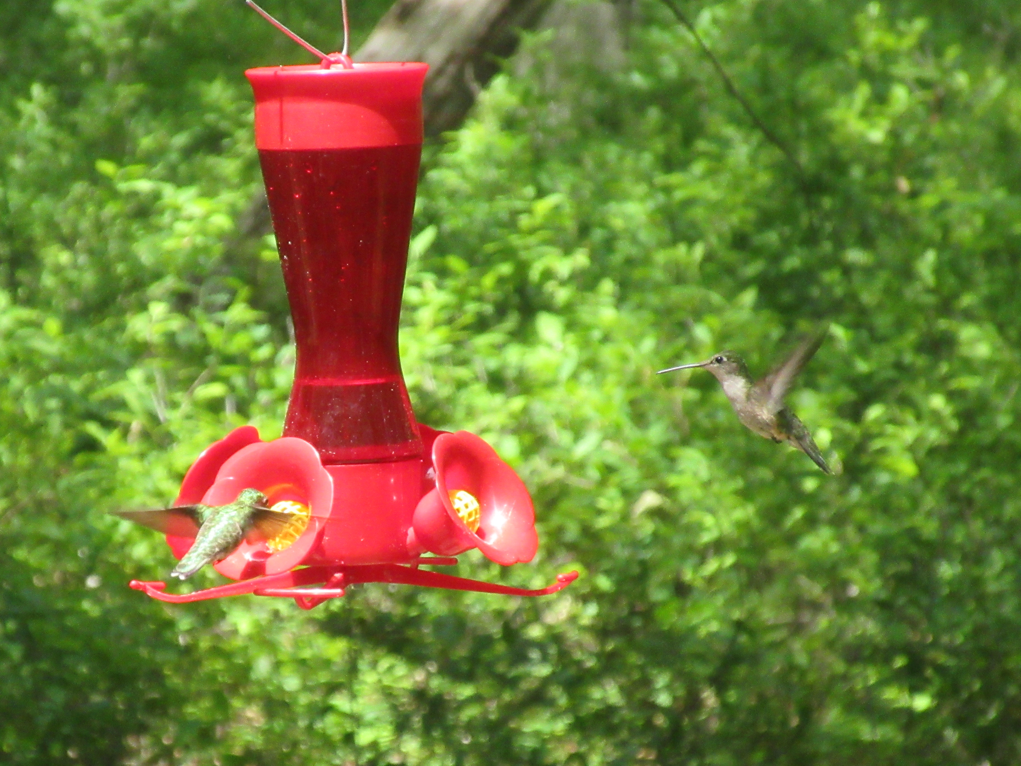 Two hummingbirds
