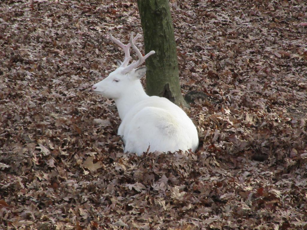 Leucistic whitetail deer